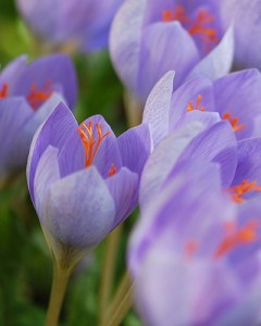 Crocus SPECIOSUS.jpg